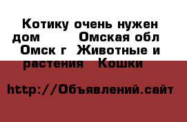 Котику очень нужен дом!!!!! - Омская обл., Омск г. Животные и растения » Кошки   